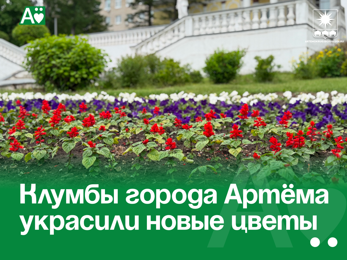 Клумбы города Артёма украсили новые цветы.