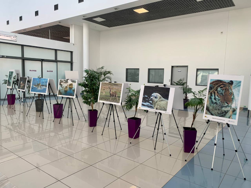 «Пятнистая» фотовыставка открылась в аэропорту Владивостока.