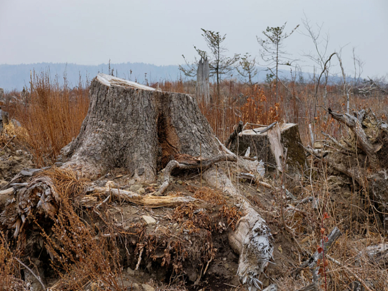 Более чем в 6 раз сократился ущерб от незаконных рубок леса в Приморье за три года.