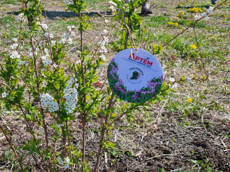 Зеленых насаждений в рамках акции «Сад памяти» в Артеме становится больше.