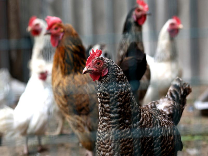 Производство курятины увеличилось в Приморье на 9%.