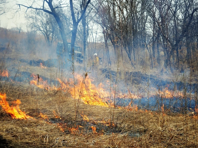 Шесть лесных и природных пожаров потушили в Приморье.