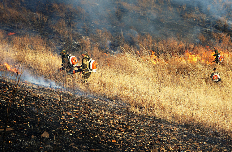 В Приморье потушили почти 100 пожаров за три дня.